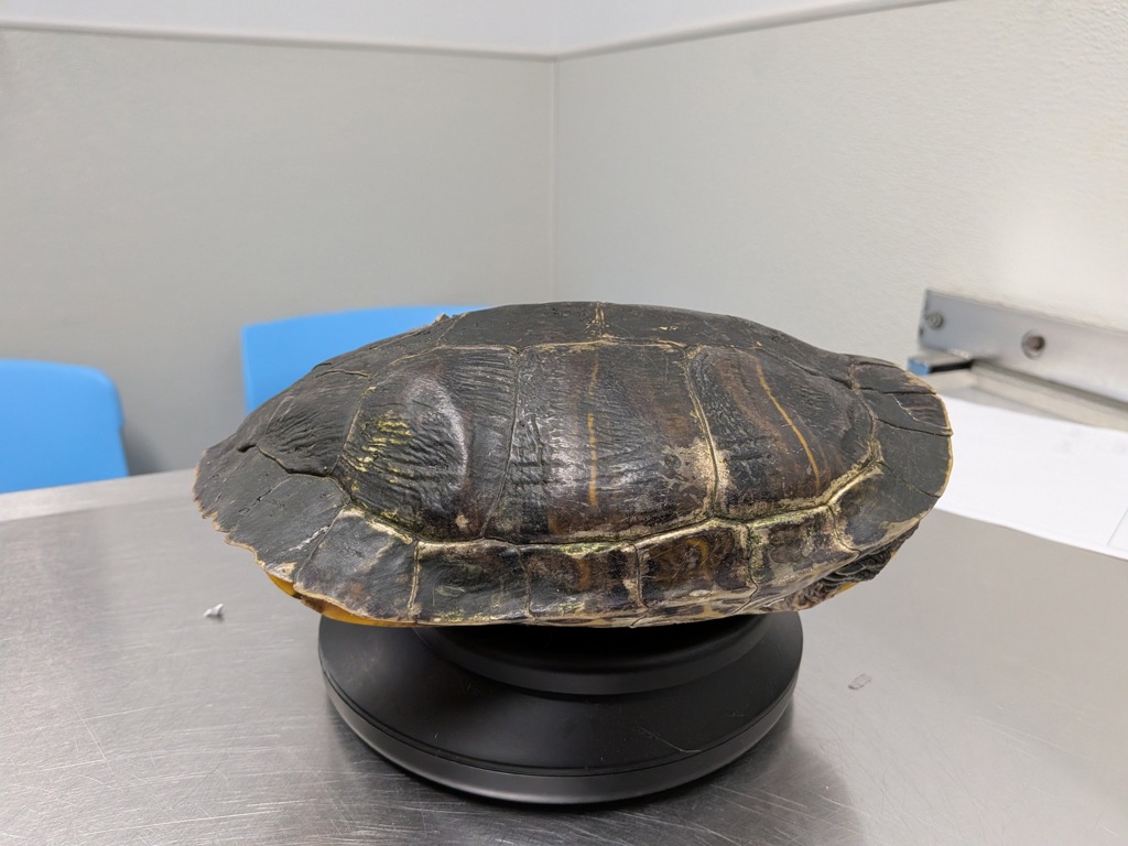 Shelter Stray Female Reptile last seen Kendra Way, Poway, CA, 92064, 5500 Gaines St, San Diego, CA 92110, USA