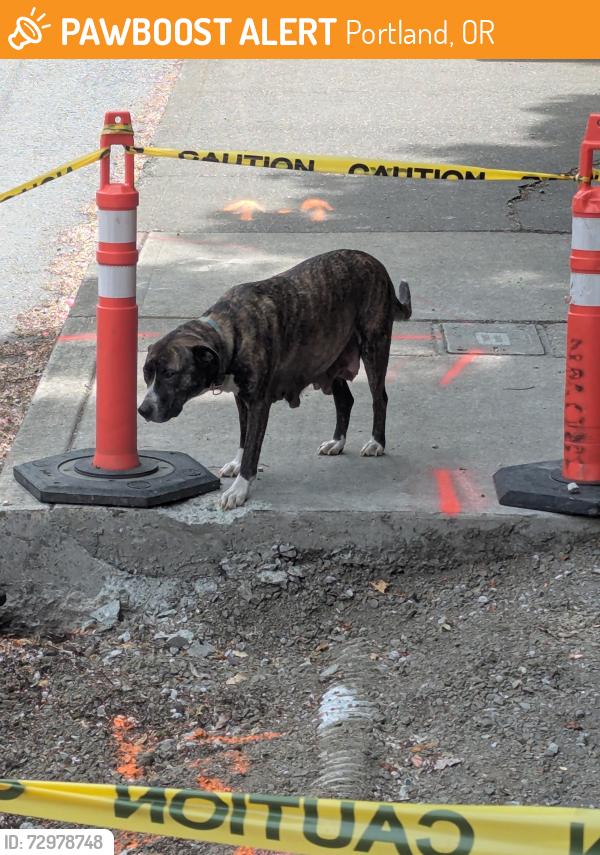 Found/Stray Female Dog last seen Near Block SW Barbur bus stop, West side, Portland, OR 97239