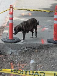Found/Stray Female Dog last seen Near Block SW Barbur bus stop, West side, Portland, OR 97239