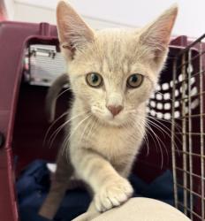 Shelter Stray Male Cat last seen Miramar Rd, San Diego, CA, 92194, San Diego, CA 92110