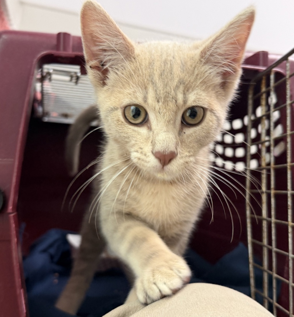 Shelter Stray Male Cat last seen Miramar Rd, San Diego, CA, 92194, San Diego, CA 92110