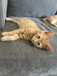 Shelter Stray Male Cat last seen Near Pluto Road, Vista, CA, 92083, Oceanside, CA 92058, USA