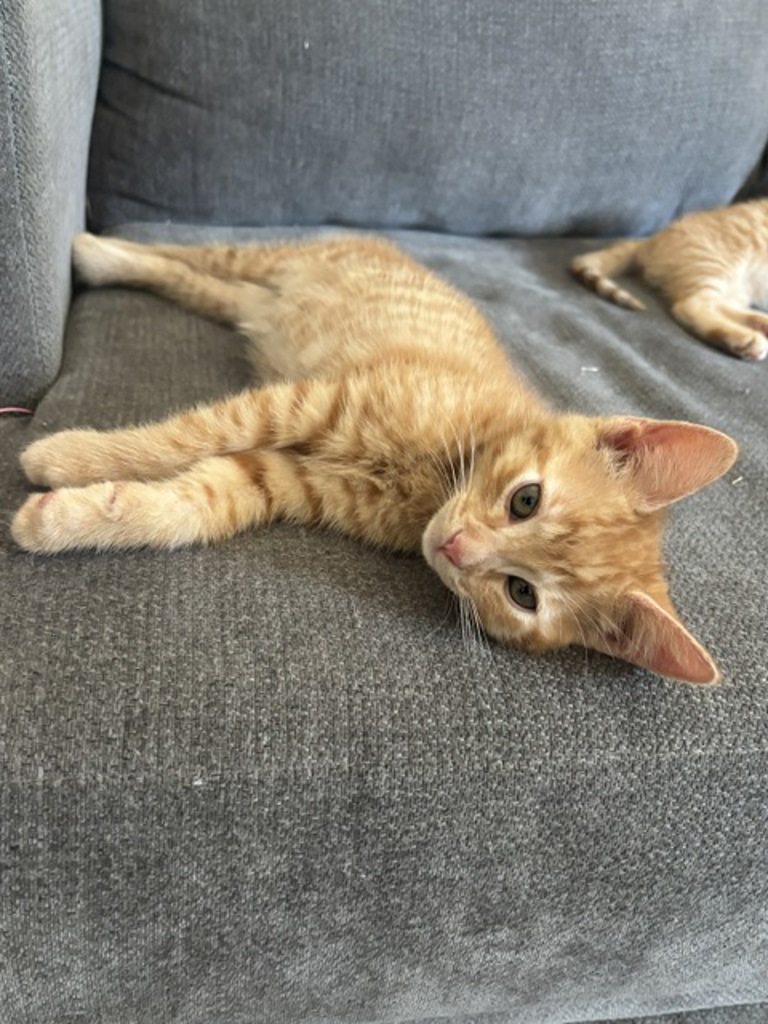 Shelter Stray Male Cat last seen Near Pluto Road, Vista, CA, 92083, Oceanside, CA 92058, USA