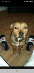 Lost Female Dog last seen Churches chicken kn the corner of Telegraph and lemay ferry, St. Louis, MO 63125