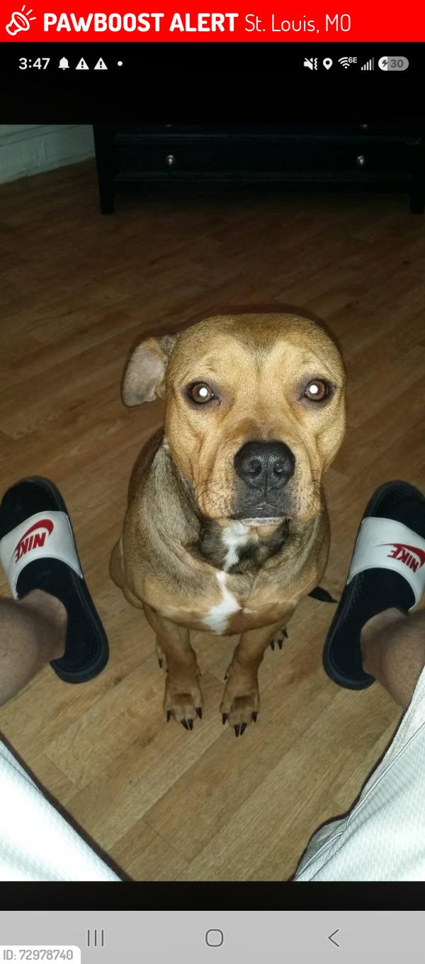 Lost Female Dog last seen Churches chicken kn the corner of Telegraph and lemay ferry, St. Louis, MO 63125
