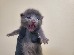 Shelter Stray Female Cat last seen Near Wilshire Road, Oceanside, CA, 92057, Oceanside, CA 92058, USA