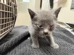 Shelter Stray Male Cat last seen Dictionary Hill Park, Santee, CA, 92071, El Cajon, CA 92020