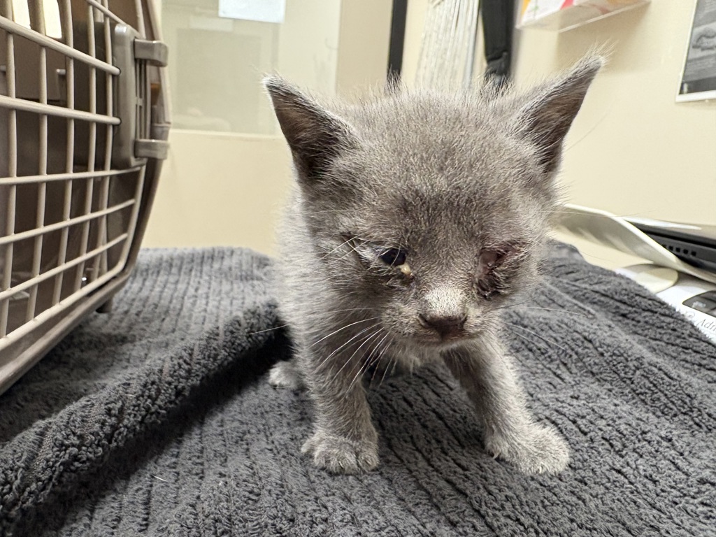 Shelter Stray Male Cat last seen Dictionary Hill Park, Santee, CA, 92071, El Cajon, CA 92020