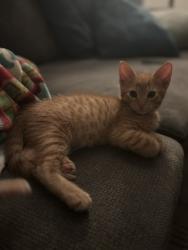 Shelter Stray Female Cat last seen Near Pluto Road, Vista, CA, 92083, Oceanside, CA 92058, USA