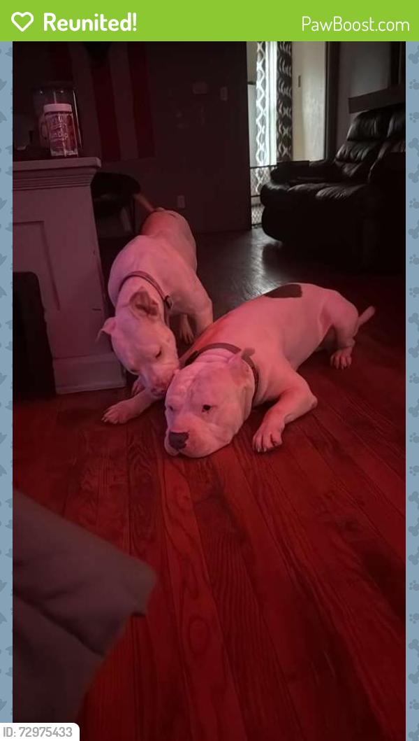 Reunited Male Dog last seen By 19th St west side and center ave between military rd or 21 st or down , Sioux City, IA 51103
