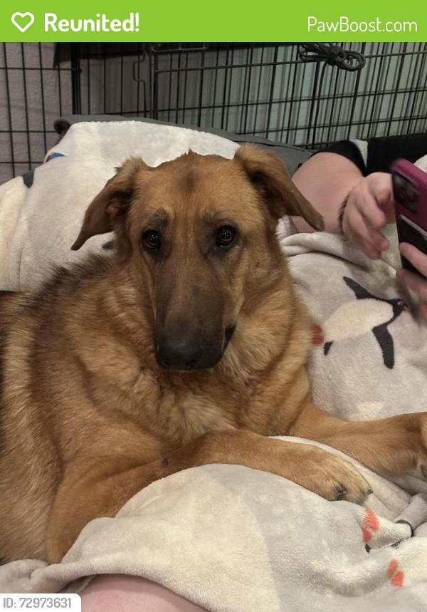 Reunited Female Dog last seen S. Wilmot St. & E. Benson Hwy, Tucson, AZ 85756