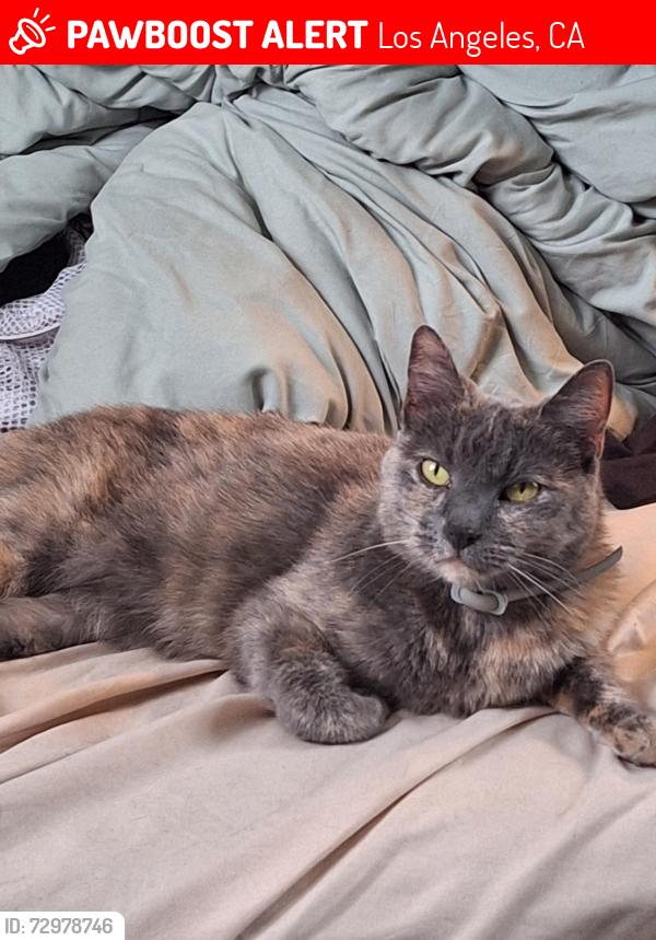 Lost Female Cat last seen Eastern Ave cross Cesar Chavez, Los Angeles, CA 90063