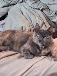 Lost Female Cat last seen Eastern Ave cross Cesar Chavez, Los Angeles, CA 90063