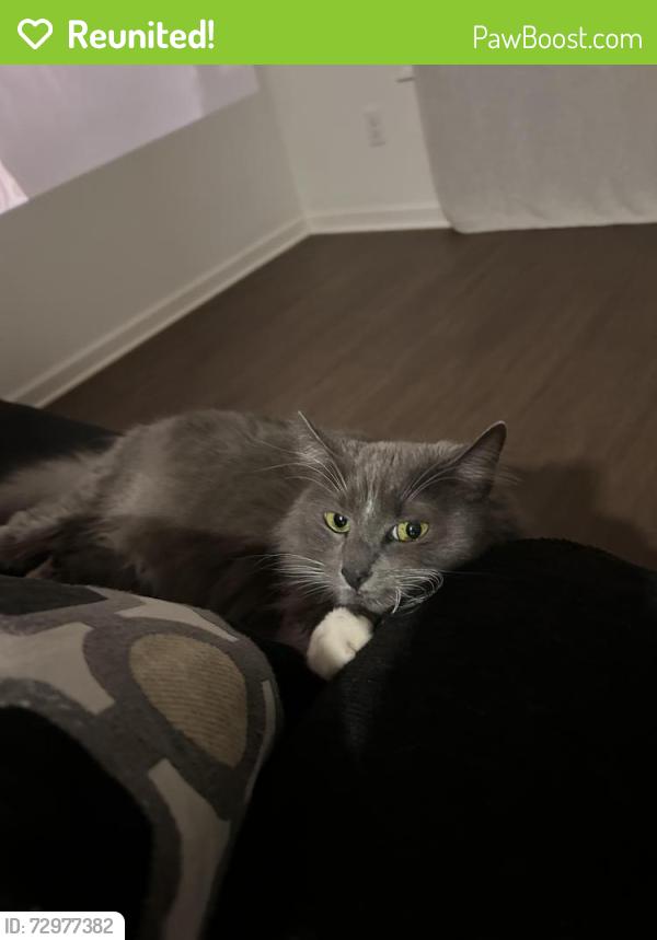 Reunited Female Cat last seen Gibbon rd, Charlotte, NC 28269