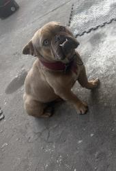 Lost Male Dog last seen Oceanside Blvd & Crouch St, Oceanside, CA 92054