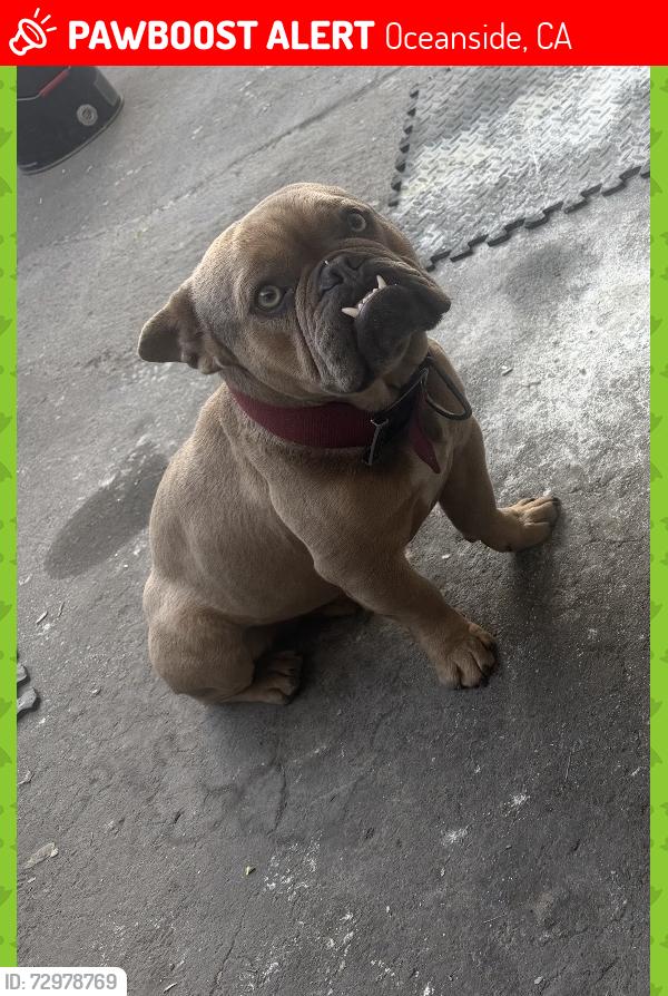 Lost Male Dog last seen Oceanside Blvd & Crouch St, Oceanside, CA 92054