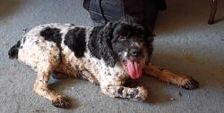 Reunited Male Dog last seen Ferguson Rd, Dallas, TX 75228
