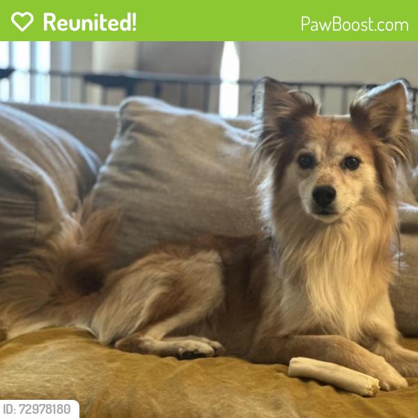Reunited Male Dog last seen Acacia and Monterey , Ontario, CA 91761