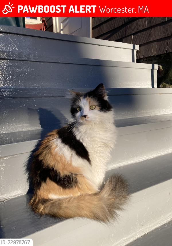 Lost Female Cat last seen Corner of South Lenox and Colonial Rd, Worcester, MA 01602