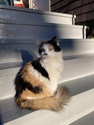 Lost Female Cat last seen Corner of South Lenox and Colonial Rd, Worcester, MA 01602