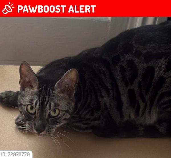 Lost Male Cat last seen lambert road, West Midlands, England WV10 9RF