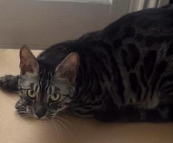 Lost Male Cat last seen lambert road, West Midlands, England WV10 9RF