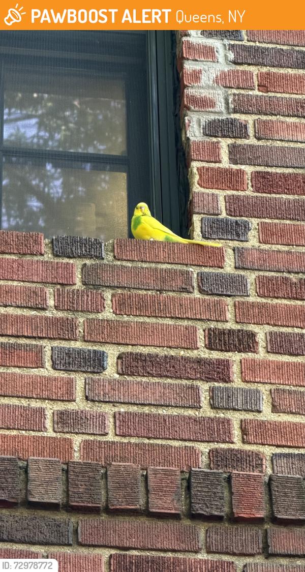 Found/Stray Unknown Bird last seen The Sman restaurant , Queens, NY 11104