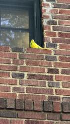 Found/Stray Unknown Bird last seen The Sman restaurant , Queens, NY 11104