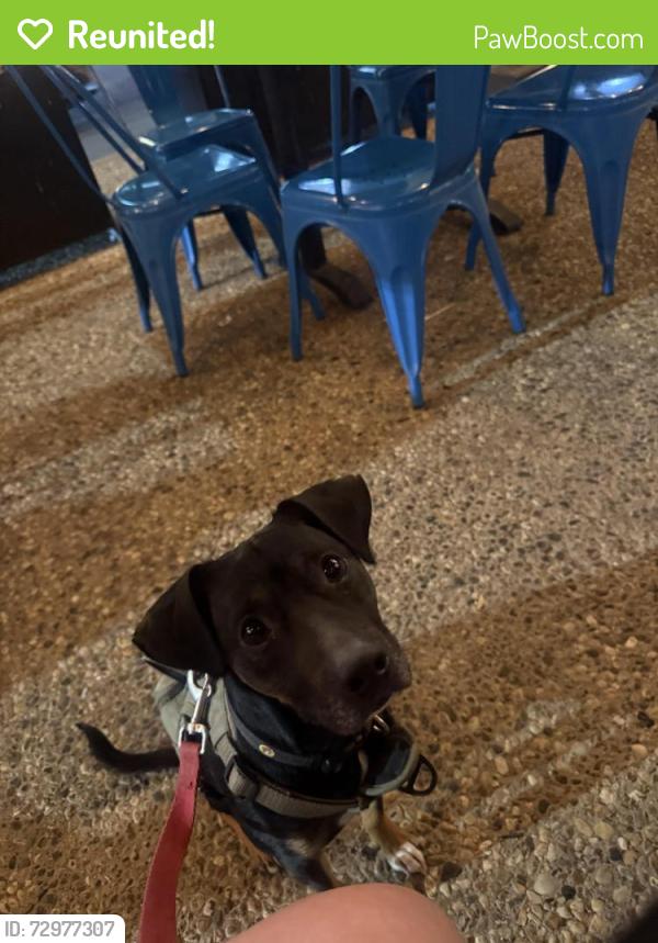 Reunited Male Dog last seen John F Kennedy Blvd near community college , North Bergen, NJ 07047