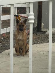Lost Male Dog last seen 12th street west, Palmdale, CA 93551
