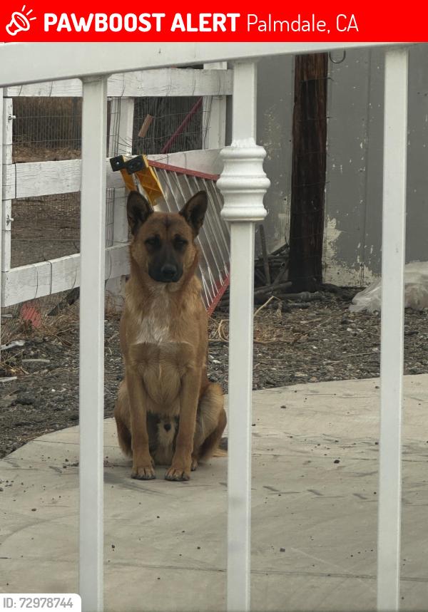 Lost Male Dog last seen 12th street west, Palmdale, CA 93551