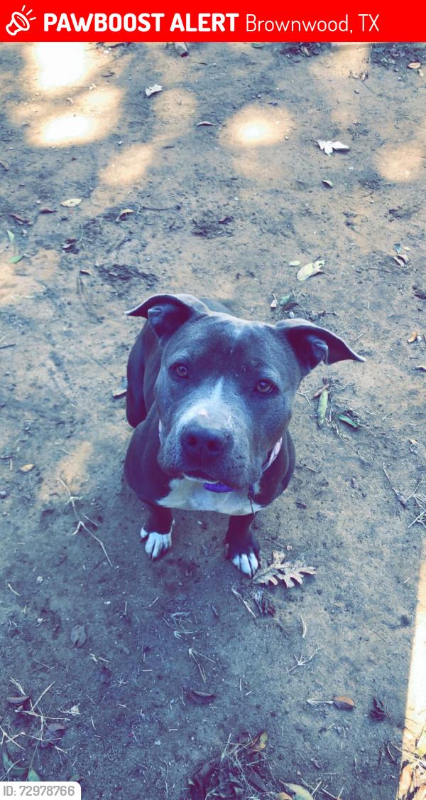 Lost Female Dog last seen Near 1/2 street and Ave J across from Calvary Baptist church, Brownwood, TX 76801