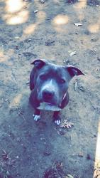 Lost Female Dog last seen Near 1/2 street and Ave J across from Calvary Baptist church, Brownwood, TX 76801