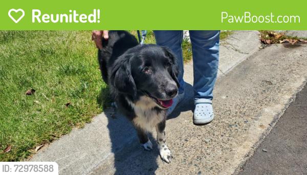 Reunited Unknown Dog last seen Northop and Hampton, Sacramento, CA 95865