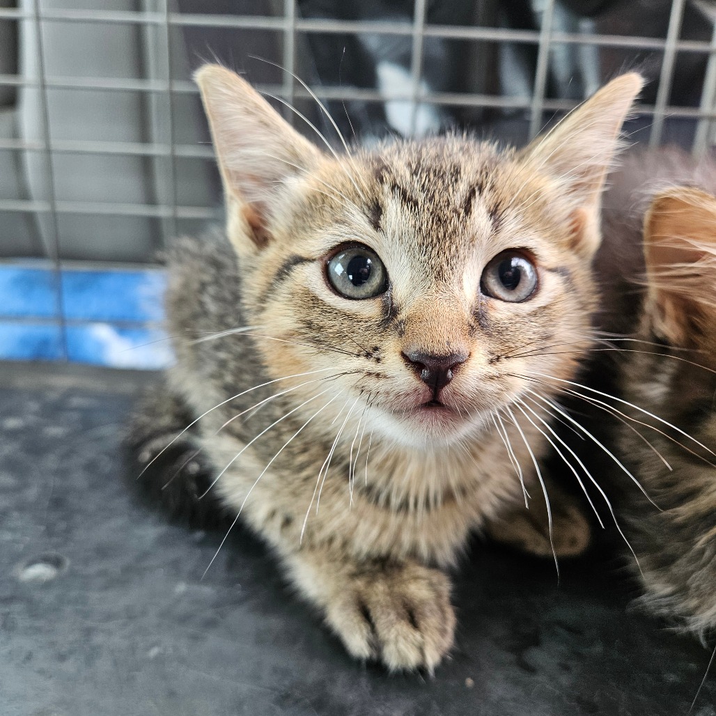 Shelter Stray Unknown Cat last seen , Lake Jackson, TX 77566