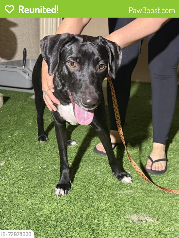 Reunited Female Dog last seen Warm Springs / Fort Apache, Las Vegas, NV 89148