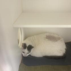 Shelter Stray Male Cat last seen , Philadelphia, PA 19140