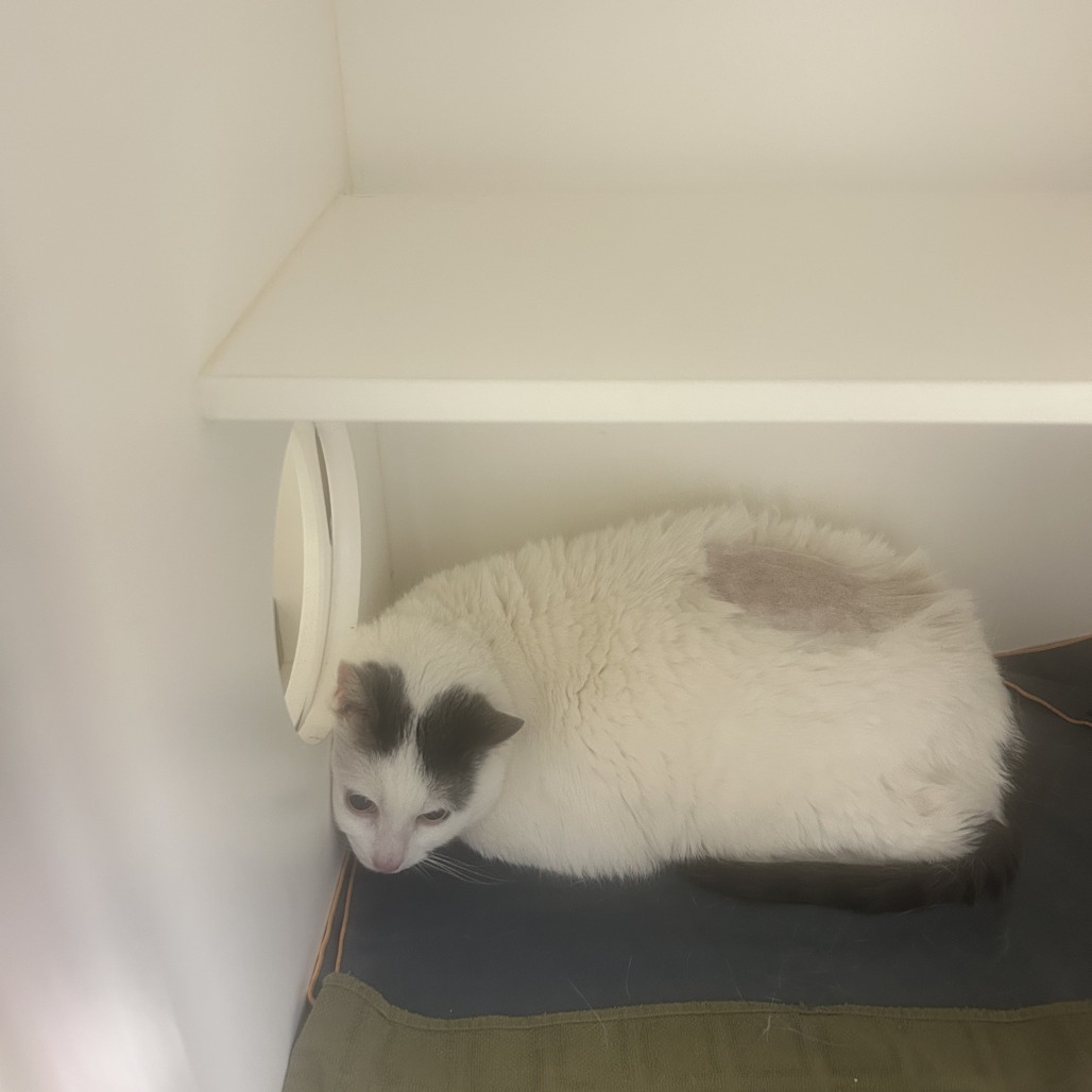 Shelter Stray Male Cat last seen , Philadelphia, PA 19140