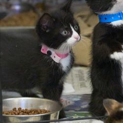 Shelter Stray Female Cat last seen , Memphis, TN 38133
