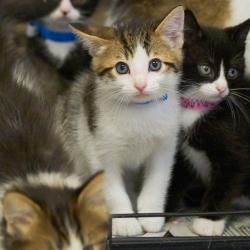 Shelter Stray Male Cat last seen , Memphis, TN 38133