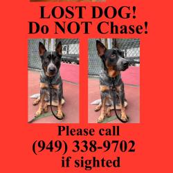 Reunited Female Dog last seen Moulton meadows park, Laguna Beach, CA 92651