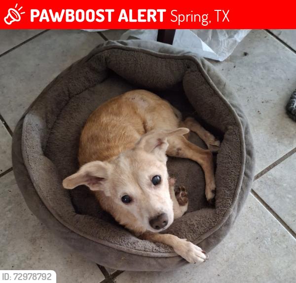 Lost Female Dog last seen Bellchase and Chapel Ridge Ln. , Spring, TX 77373
