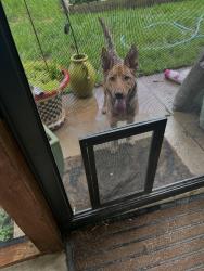 Found/Stray Unknown Dog last seen 49th west ave and 121st, Sapulpa, OK 74066