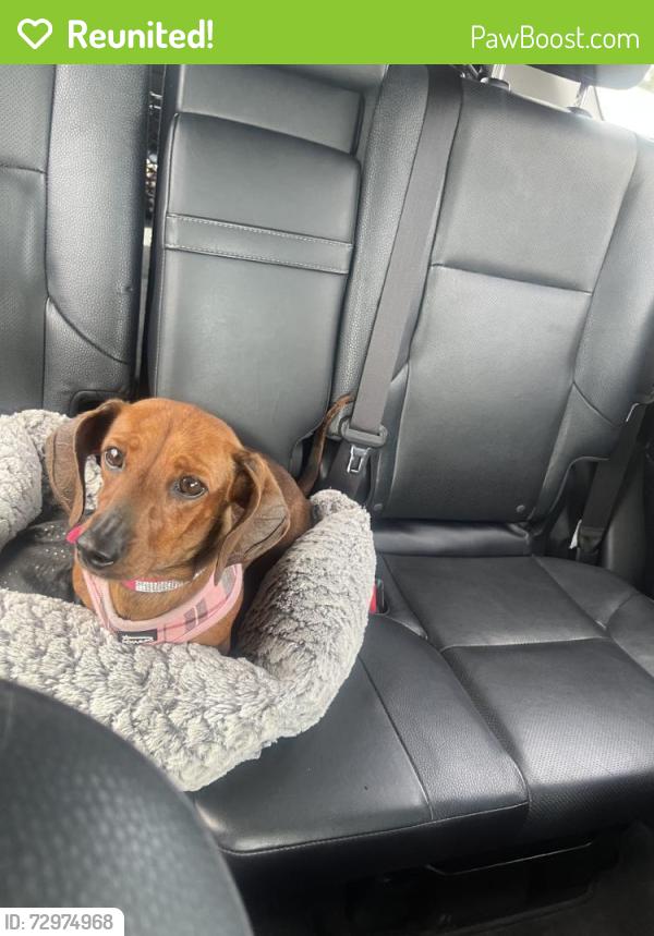 Reunited Female Dog last seen East Bidwell, Folsom, CA 95630
