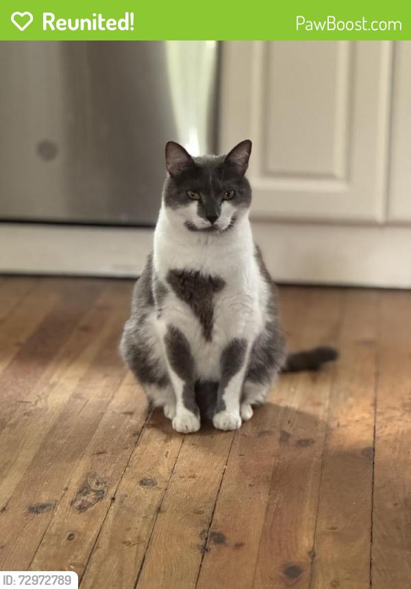 Reunited Male Cat last seen S Walnut St, West Chester, PA 19382, USA, West Chester, PA 19382