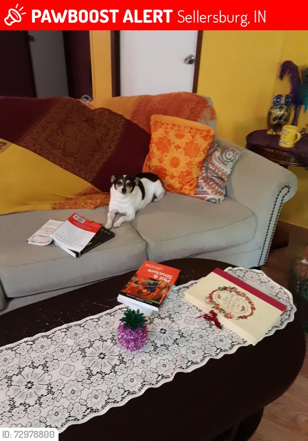 Lost Female Dog last seen Payne Kohler Road, Sellersburg, IN 47172