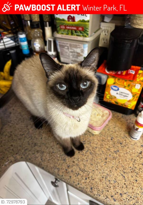 Lost Female Cat last seen Bongart and Denton, Winter Park ests, Winter Park, FL 32792