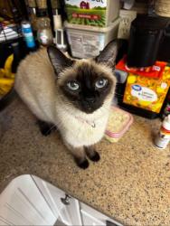 Lost Female Cat last seen Bongart and Denton, Winter Park ests, Winter Park, FL 32792