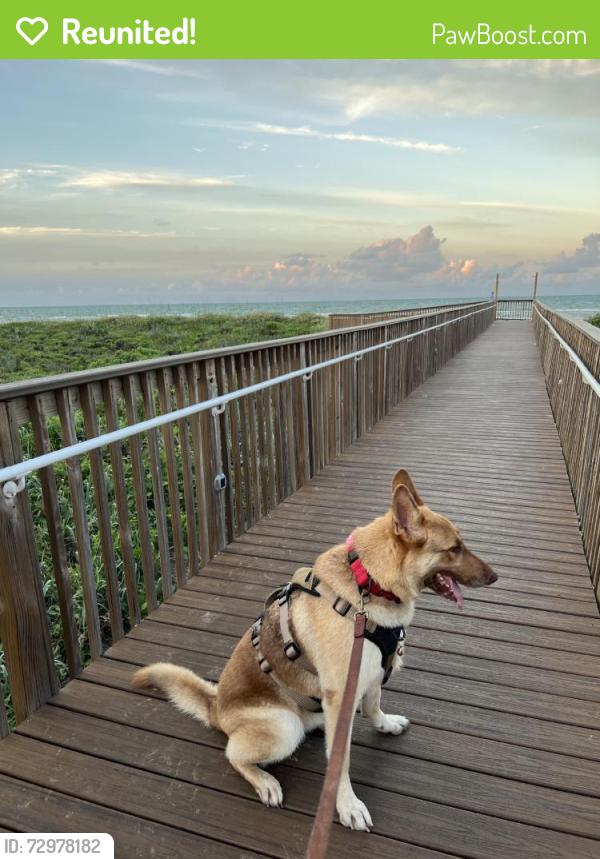 Reunited Female Dog last seen Near Acacia Lake Dr, Brownsville, TX 78521, USA, Brownsville, TX 78521