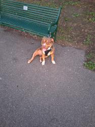 Reunited Male Dog last seen Mansfield park, Greater London, England SE6